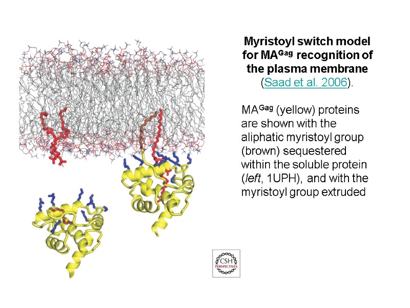 Myristoyl switch model for MAGag recognition of the plasma membrane (Saad et al. 2006).